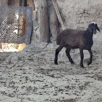 بره نر همو ۴۳ کیلو