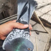 پلاکی