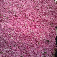گل محمدی