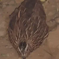 بلدرچین نر|حیوانات مزرعه|بندر امام خمینی, |دیوار