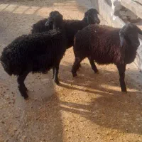 گوسفند|حیوانات مزرعه|صحنه, |دیوار