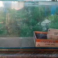 آکواریوم با همه ی وسایل
