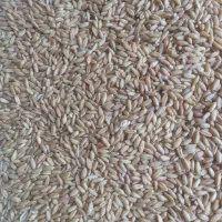 گندم دیم بسیار تمیز