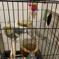 دو عدد عروس هلندی با قفس|پرنده|تهران, توحید|دیوار