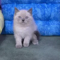 گربه پرشن  هیمالین|گربه|رشت, لاکانی|دیوار