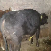 گاو|حیوانات مزرعه|ماکو, |دیوار