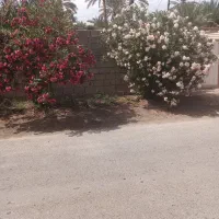 120قصب باغ در شهداد