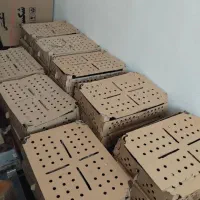 فروش ویژه جوجه محلی|حیوانات مزرعه|شیراز, ارم|دیوار