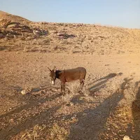 خر جوان ماده|حیوانات مزرعه|شیراز, گل سرخ|دیوار