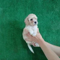 پودل نر|سگ|مشهد, باغون آباد|دیوار