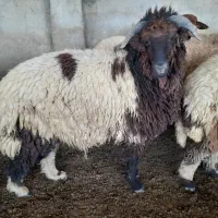بره نر