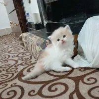 واگذاری بچه گربه پرشین