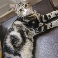 واگذاری رایگان  گربه