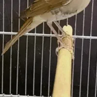 سهره ..هزار .بخون