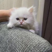 گربه پرشین.   دو ماهه.