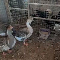 قو غاز ماده و اردک اسراییلی سفید