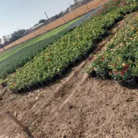 مجتمع تولیدی گل