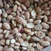 لوبیای چیتی اشی