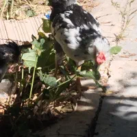 مرغ و خروس