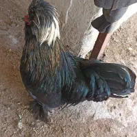 مرغ خروس نژاد دار محلی تخم گذار