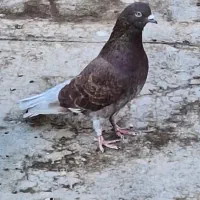 ۲ تا کفتر یا کبوتر خوب