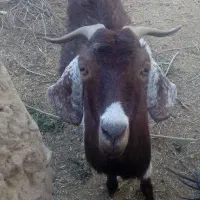 بز جوان