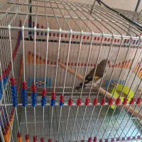 سهره کرمانی|پرنده|سیرجان, |دیوار