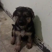 توله ژرمن شپرد