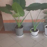 گل باباادم بزرگ