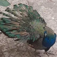 طاووس گم شده|حیوانات|ساوه, |دیوار