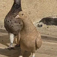 کفترسرور|پرنده|قم, آزادگان|دیوار