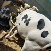 یزع گوساله ماده|حیوانات مزرعه|بندر ماهشهر, |دیوار