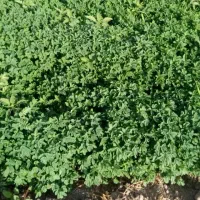 سبزی خورشتی  تمیز  بدون اب اشغال ی پره  زرده