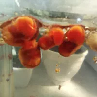 حلزون|ماهی|مشهد, آبکوه|دیوار