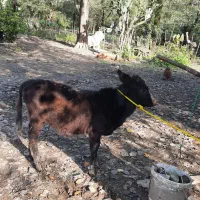 تعدادی گوساله(نروماده)|حیوانات مزرعه|توتکابن, |دیوار