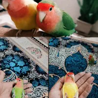 یه جفت کوتوله برزیلی