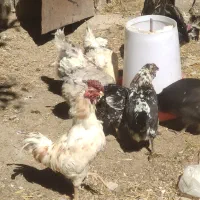 جوجه گلین ازچند روزه تا نیمچه موجوده