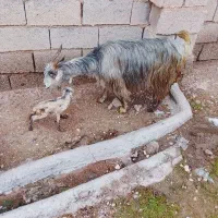 بز بیگ|حیوانات مزرعه|گتوند, |دیوار