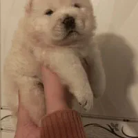 توله چاوچاواصیل|سگ|تهران, جردن|دیوار