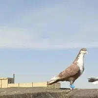 کرباتی مخمل نر