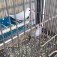 فنچ نرگسی البینو