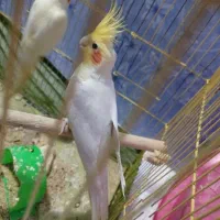 عروس هلندی نر مست