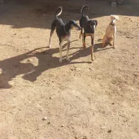 تازی یک ساله ۲۰روزهست پرشده بشرط گله شکار شیش دانگ