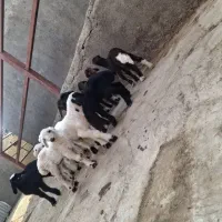 بره شیری سرحال