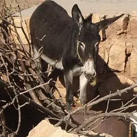 الاغ جوان و ۳ تا بزغاله