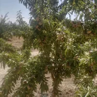 کود هیومیک اسید پودری