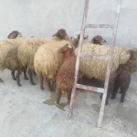 ۵عددمیش‌بره‌درجه‌یک‌جفتی۱۵۰‌کیو‌وزن میش‌ها‌جفتی۶۰