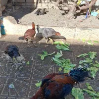 مرغ و خروس لاری|حیوانات مزرعه|مشهد, شهید آوینی|دیوار