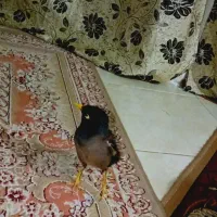 مینا