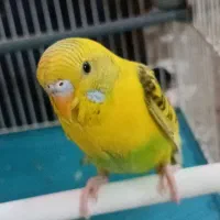 مرغ عشق کوچولو دستی|پرنده|مشهد, کوی سیدی|دیوار